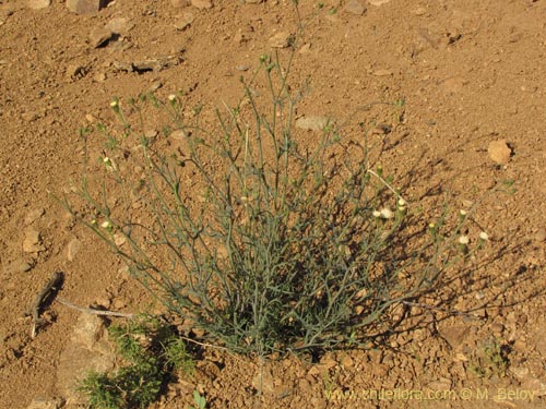 Imágen de Senecio sp. #2231 (). Haga un clic para aumentar parte de imágen.