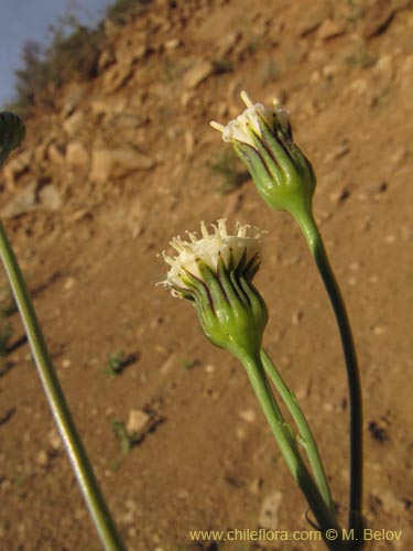 Imágen de Senecio sp. #2231 (). Haga un clic para aumentar parte de imágen.