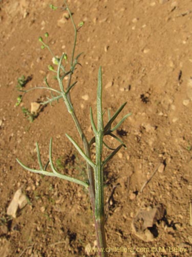 Imágen de Senecio sp. #2231 (). Haga un clic para aumentar parte de imágen.