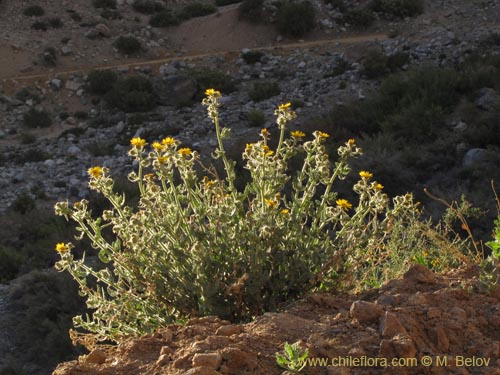 Senecio sp. #2230의 사진