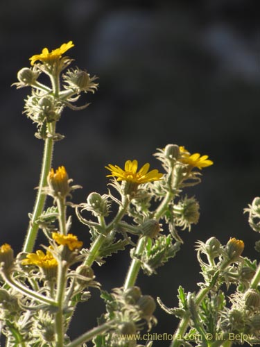 Senecio sp. #2230の写真