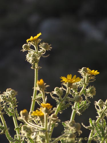 Imágen de Senecio sp. #2230 (). Haga un clic para aumentar parte de imágen.