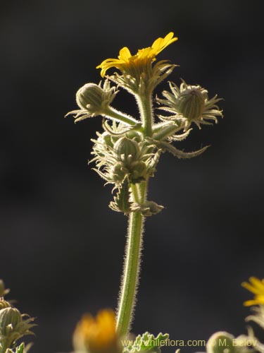 Bild von Senecio sp. #2230 (). Klicken Sie, um den Ausschnitt zu vergrössern.