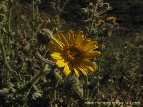 Senecio sp. #2230の写真