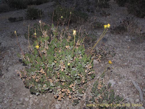 Imágen de Haplopappus sp. #3120 (). Haga un clic para aumentar parte de imágen.