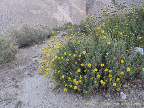 Imágen de Haplopappus sp. #3120 (). Haga un clic para aumentar parte de imágen.