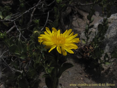 Imágen de Haplopappus sp. #2221 (). Haga un clic para aumentar parte de imágen.