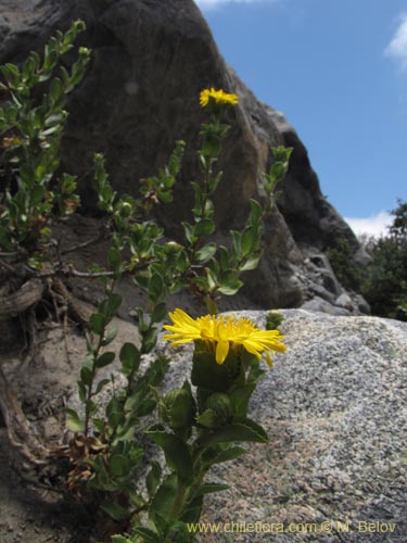 Imágen de Haplopappus sp. #2221 (). Haga un clic para aumentar parte de imágen.