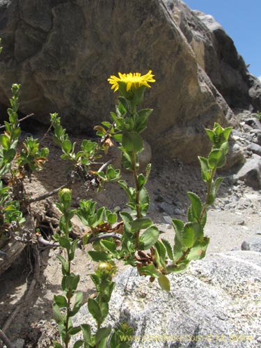 Imágen de Haplopappus sp. #2221 (). Haga un clic para aumentar parte de imágen.