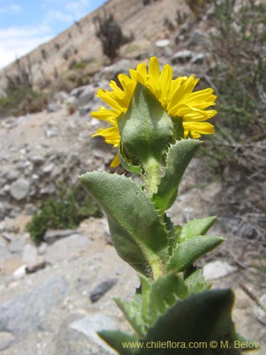 Imágen de Haplopappus sp. #2221 (). Haga un clic para aumentar parte de imágen.