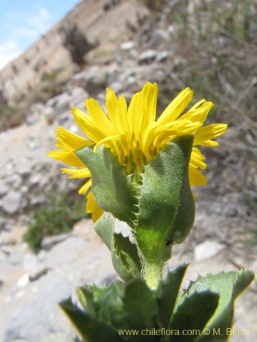 Imágen de Haplopappus sp. #2221 (). Haga un clic para aumentar parte de imágen.