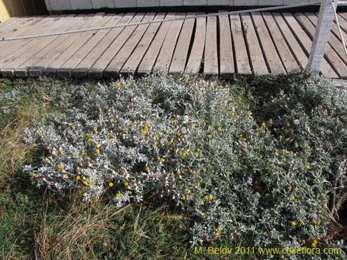 Senecio sp. #2235의 사진