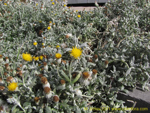 Imágen de Senecio sp. #2235 (). Haga un clic para aumentar parte de imágen.