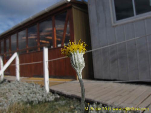 Senecio sp. #2235の写真