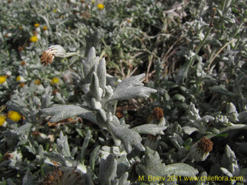 Bild von Senecio sp. #2235 (). Klicken Sie, um den Ausschnitt zu vergrössern.