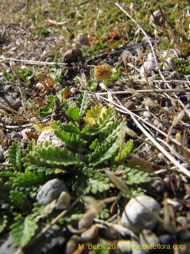 Imágen de Cotula scariosa (). Haga un clic para aumentar parte de imágen.