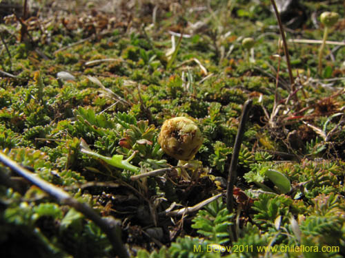 Imágen de Cotula scariosa (). Haga un clic para aumentar parte de imágen.