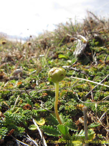 Imágen de Cotula scariosa (). Haga un clic para aumentar parte de imágen.