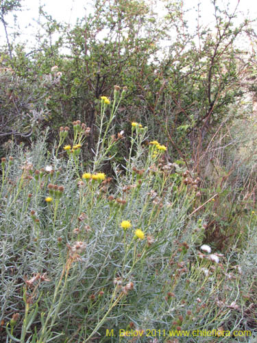 Imágen de Senecio sp. #2236 (). Haga un clic para aumentar parte de imágen.