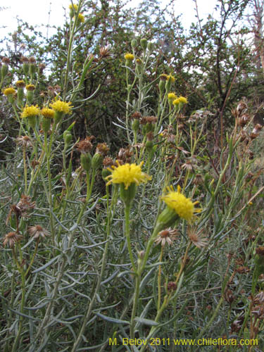 Imágen de Senecio sp. #2236 (). Haga un clic para aumentar parte de imágen.