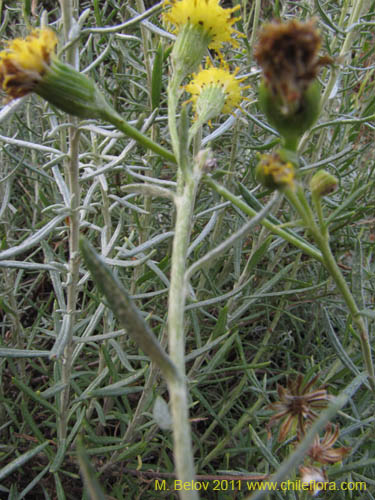 Imágen de Senecio sp. #2236 (). Haga un clic para aumentar parte de imágen.