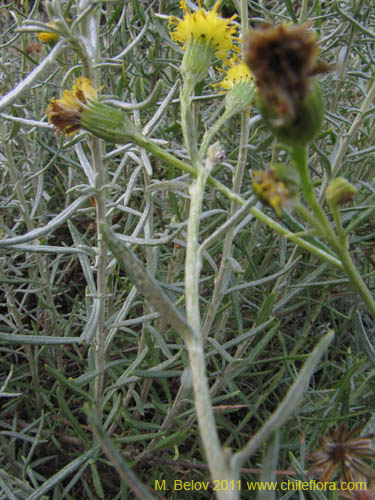 Imágen de Senecio sp. #2236 (). Haga un clic para aumentar parte de imágen.