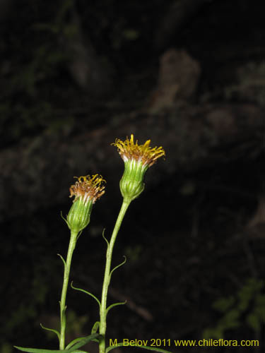 Senecio sp. #3115的照片