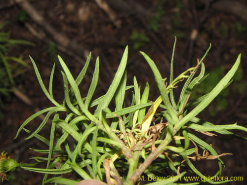 Imágen de Senecio sp. #3115 (). Haga un clic para aumentar parte de imágen.