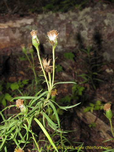 Imágen de Senecio sp. #3115 (). Haga un clic para aumentar parte de imágen.