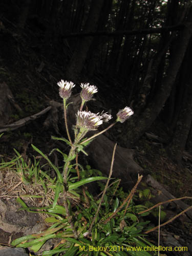 Asteraceae sp. #3174的照片