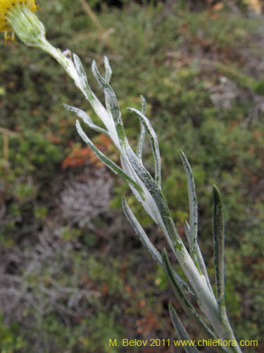 Imágen de Senecio sp. #3159 (). Haga un clic para aumentar parte de imágen.