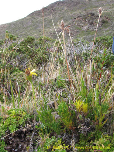 Imágen de Senecio sp. #3159 (). Haga un clic para aumentar parte de imágen.