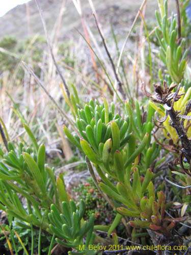 Imágen de Senecio sp. #3159 (). Haga un clic para aumentar parte de imágen.