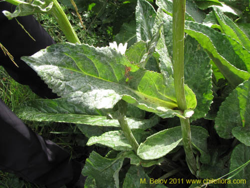 Imágen de Senecio smithii (). Haga un clic para aumentar parte de imágen.