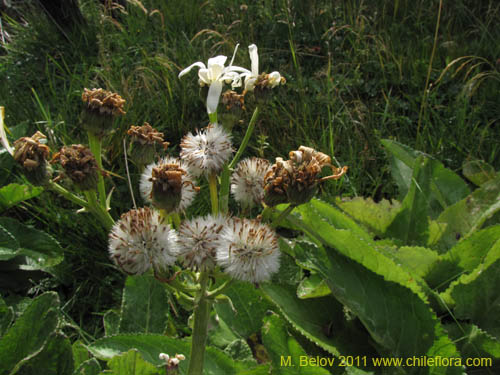 Imágen de Senecio smithii (). Haga un clic para aumentar parte de imágen.