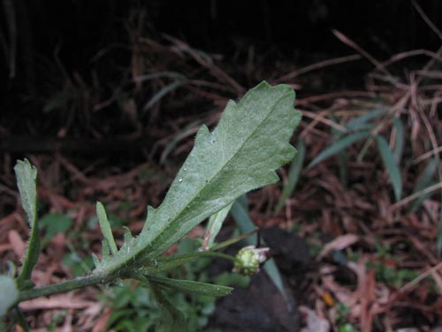 Imágen de Asteraceae sp. #3155 (). Haga un clic para aumentar parte de imágen.