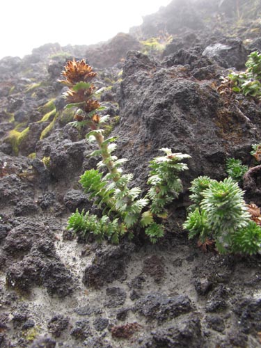 Imágen de Nassauvia dentata (). Haga un clic para aumentar parte de imágen.