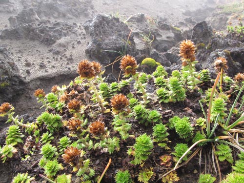 Imágen de Nassauvia dentata (). Haga un clic para aumentar parte de imágen.