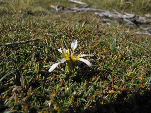 Imágen de Asteraceae sp. #3168 (). Haga un clic para aumentar parte de imágen.