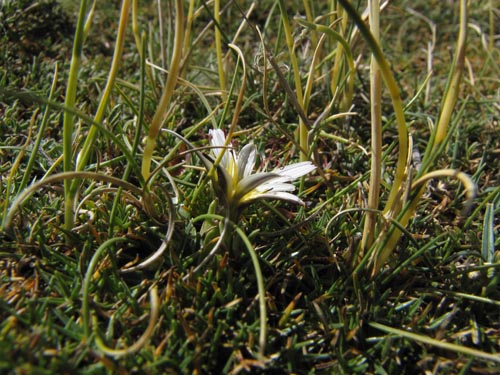Asteraceae sp. #3168의 사진