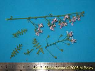 Photograph of Schizanthus alpestris