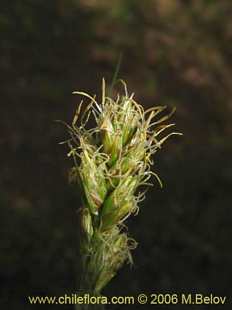 Uncinia sp.의사진