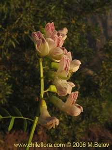 Bild von Vicia magnifolia