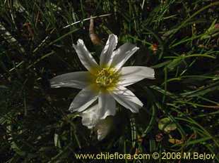 Photograph of Calandrinia affinis
