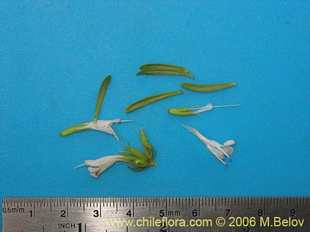 Photograph of Sphacele chamaedryoides