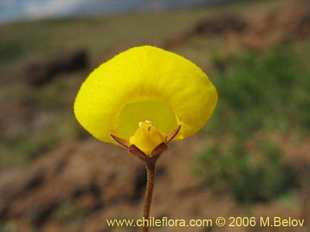 Photograph of Calceolaria filicaulis