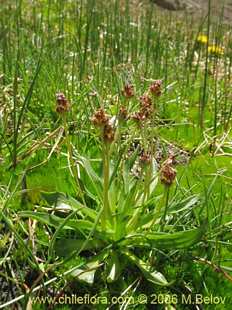 Photograph of Plant 1015
