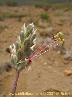 Photograph of Plantago grandiflora