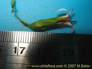 Photograph of Leucheria sp. El Morillo