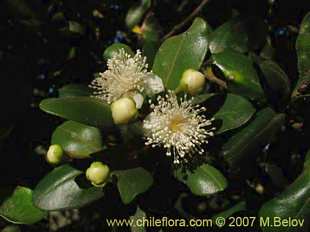 Photograph of Myrceugenia correifolia